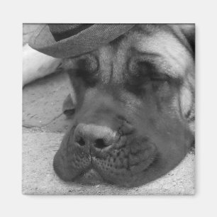 Imán Perro cansado