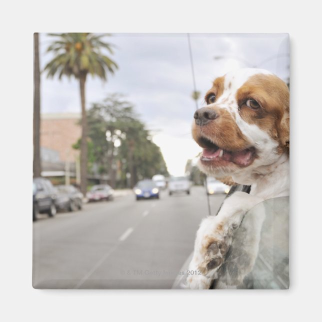 Imán Perro colgando la cabeza fuera de la ventana del a (Frente)