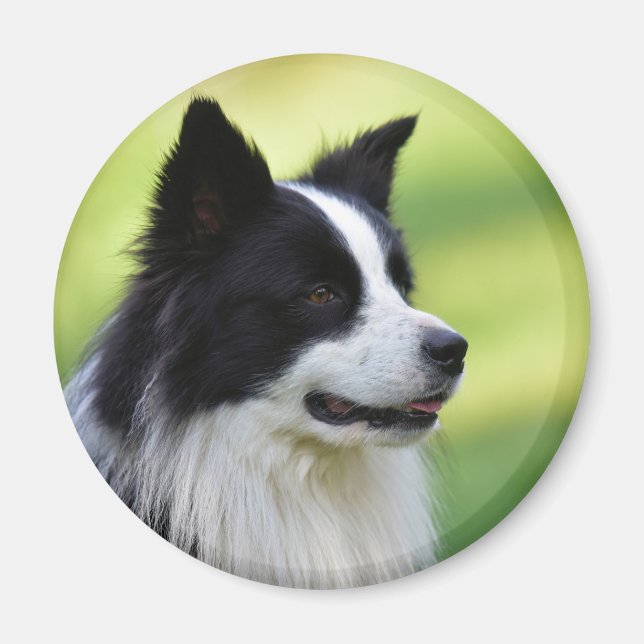 Imán Perro collie de borde blanco y negro (Frente)