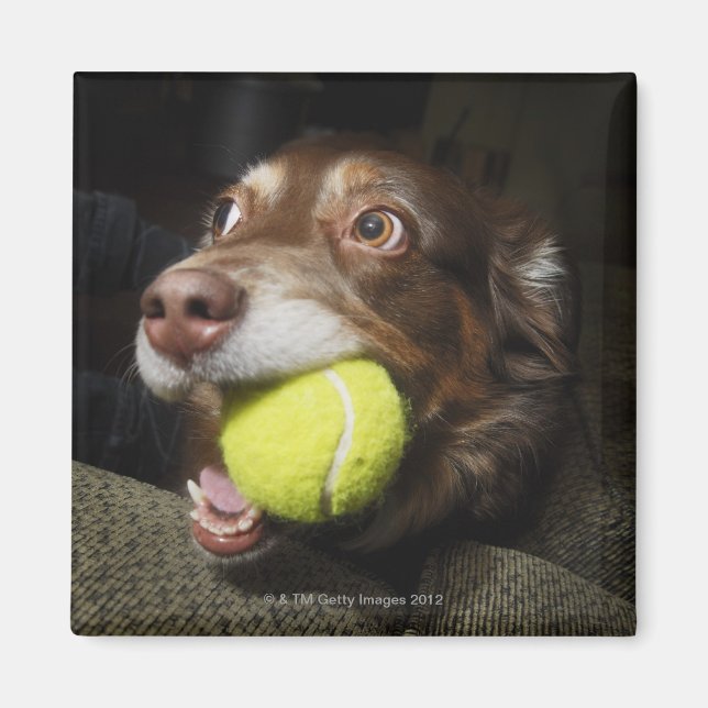 Imán Perro con bolas de tenis (Frente)