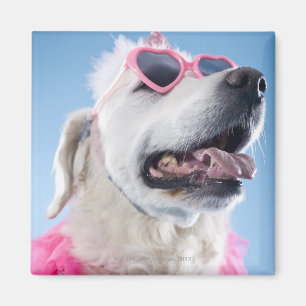 Imán Perro con clases en forma de corazón y tu-tu