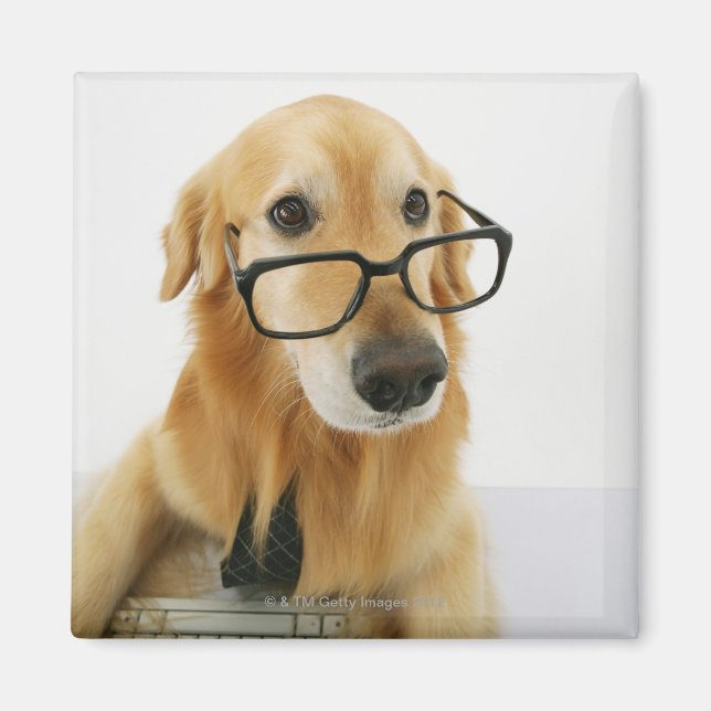 Imán Perro con corbata y gafas sentado en la silla (Frente)