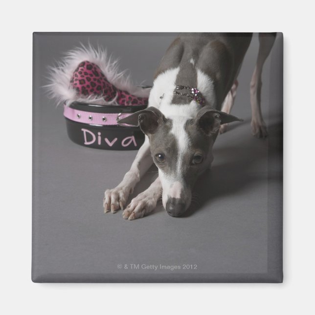 Imán Perro con cuenco de diva, piso de olfateo (Frente)