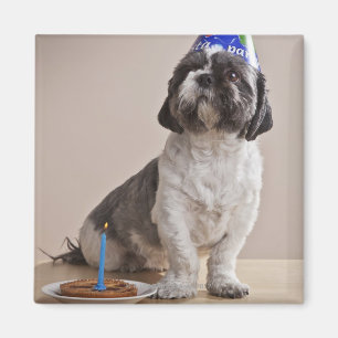 Imán Perro con cumpleaños