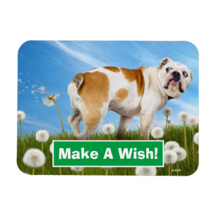 Imán Perro con Dandelion