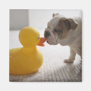 Imán Perro con el pato plástico