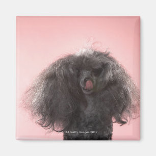 Imán Perro con el pelo delante de la cara y de la