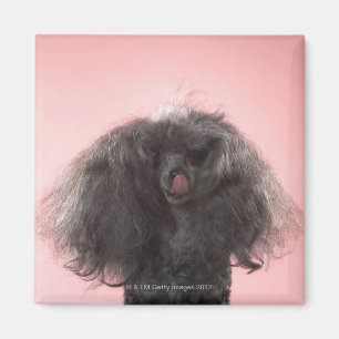 Imán Perro con el pelo delante de la cara y de la