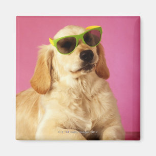 Imán Perro con gafas de sol 2