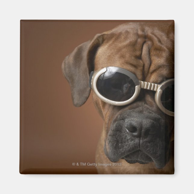 Imán Perro con gafas de sol 3 (Frente)