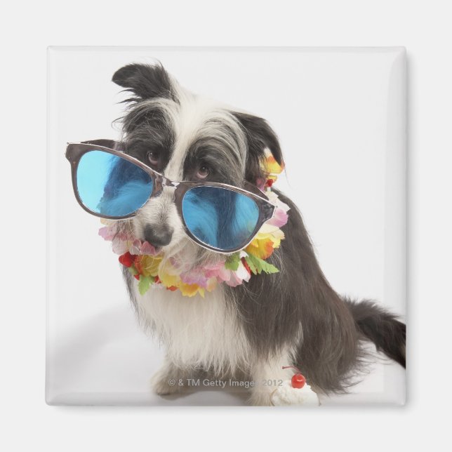 Imán Perro con gafas de sol y parfait (Frente)