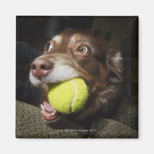 Imán Perro con la pelota de tenis