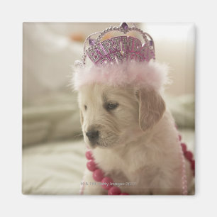 Imán Perro con las decoraciones en cama