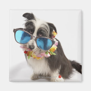 Imán Perro con las gafas de sol y el postre helado