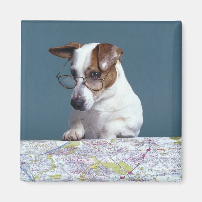 Imán Perro con lentes de lectura estudiando el mapa (Frente)