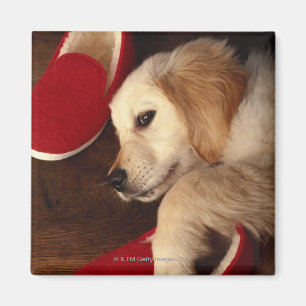 Imán Perro con los zapatos que mienten en el piso de