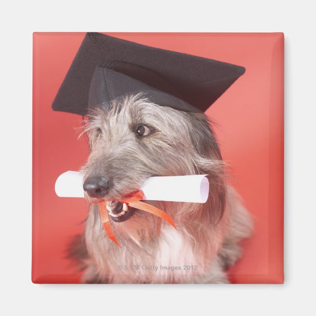 Imán Perro con mortero y diploma (Frente)