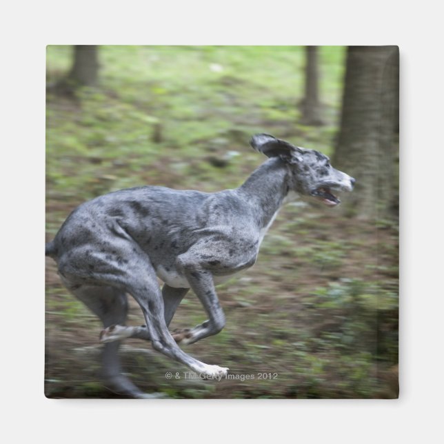 Imán Perro corriendo en los bosques (Frente)
