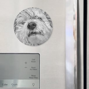 Imán Perro Coton de Tulear