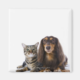 Imán Perro (Dachshund) y gato (gato japonés) en blanco