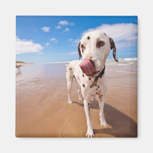 Imán Perro dálmata en la playa