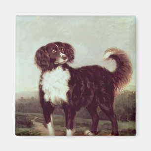 Imán Perro de aguas