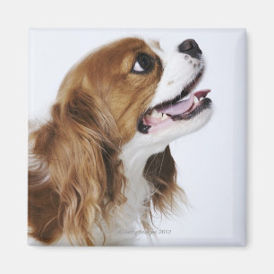 Imán Perro de aguas de rey Charles arrogante