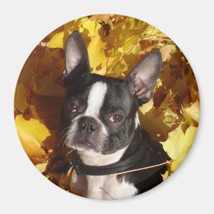 Imán Perro de Boston Terrier rodeado de otoño deja el M