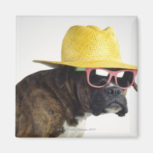 Imán Perro de boxeo con gorra y gafas