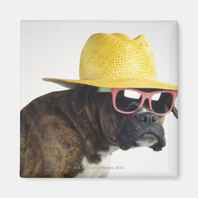 Imán Perro de boxeo con gorra y gafas (Frente)