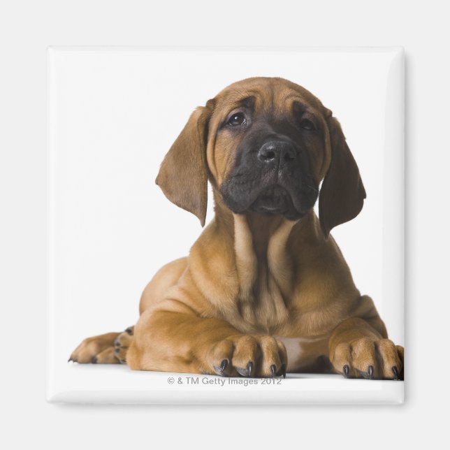 Imán Perro de cachorro (Frente)