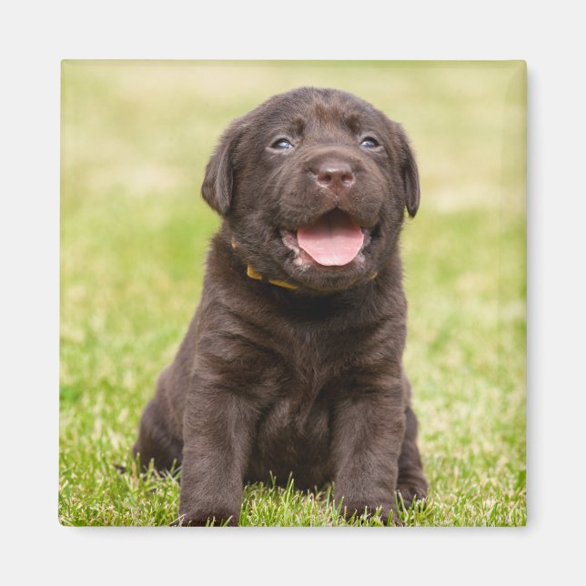 Imán Perro de cachorros (Frente)