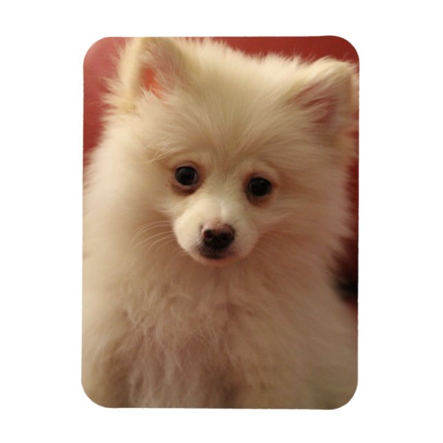 Imán Perro de Cute Pomerania (Vertical)