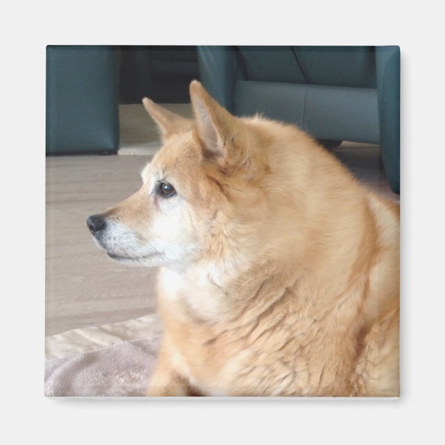 Imán Perro de islandia (Frente)