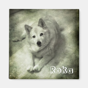 Imán Perro de islandia Roka