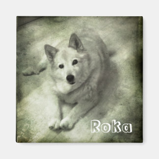 Imán Perro de islandia Roka