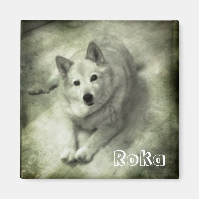 Imán Perro de islandia Roka (Frente)