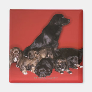 Imán Perro de la madre con los perritos