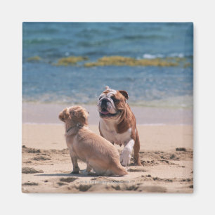 Imán Perro de la playa de Sandy