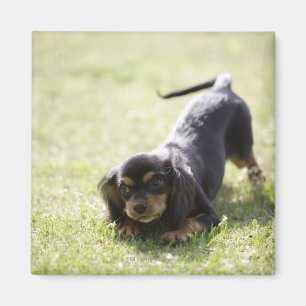 Imán Perro de la salchicha de Frankfurt (negro) 2