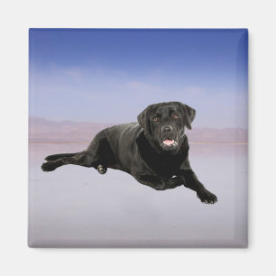 Imán Perro de Labrador sentado en la playa