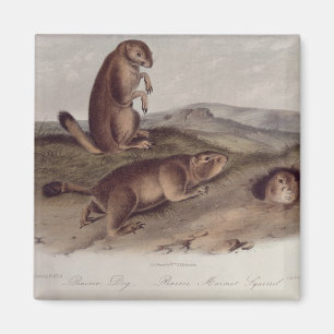 Imán Perro de las praderas de 'Quadrupeds de North