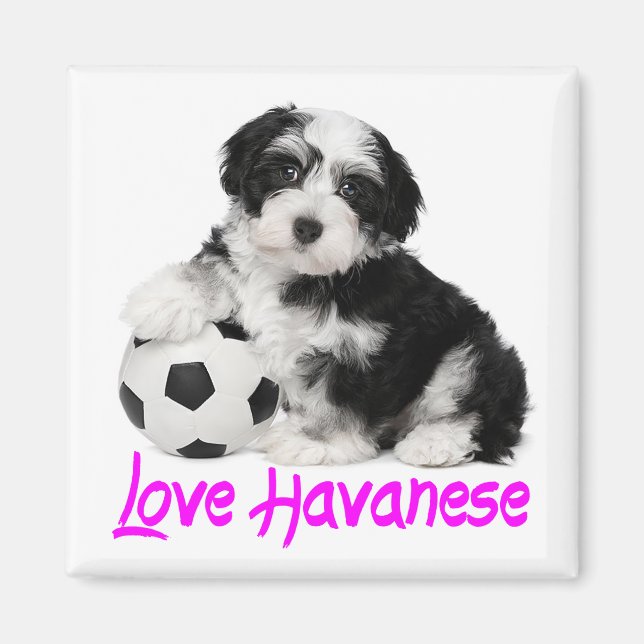 Imán Perro de los cachorros de Love Havanese (Frente)