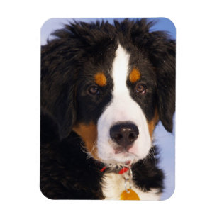Imán Perro de montaña bernés - Foto de cachorro lindo