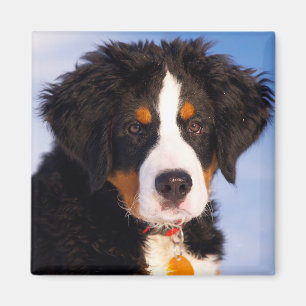Imán Perro de montaña de Bernese