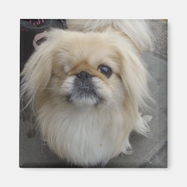 Imán perro de ojos rojos (Frente)