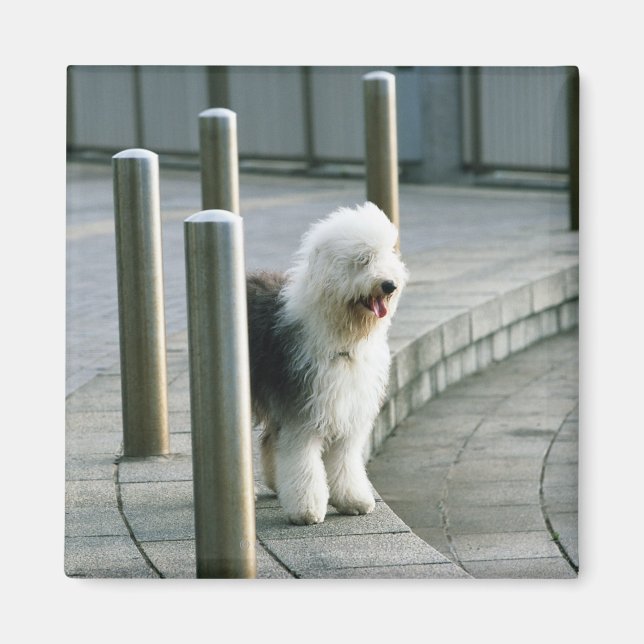 Imán Perro de oveja inglés 2 (Frente)