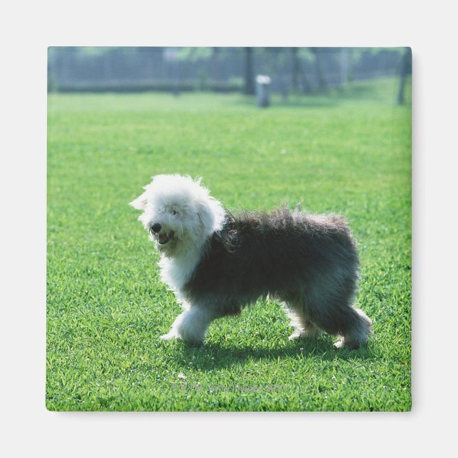Imán Perro de oveja inglés viejo (Frente)