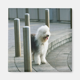 Imán Perro de ovejas inglés viejo 2