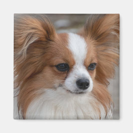 Imán Perro de Papillon amigable